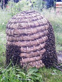 Eingefangener Bienenschwarm